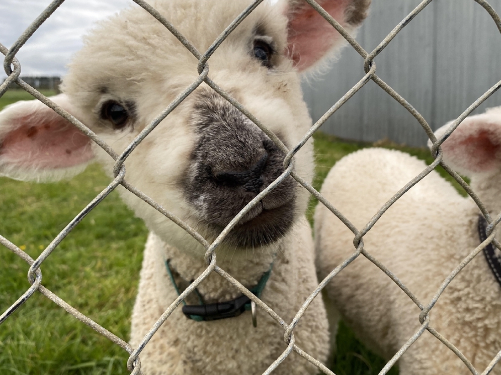 petday-lamb